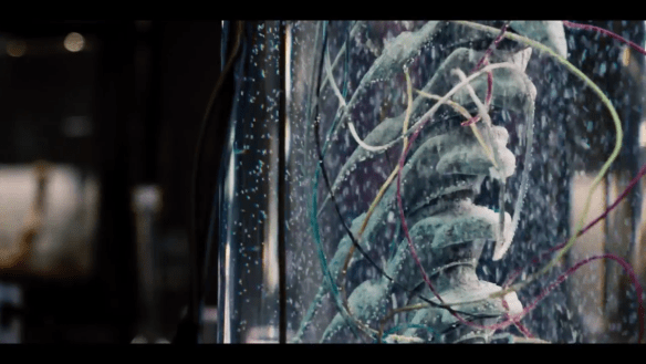 genetically modified hybrid